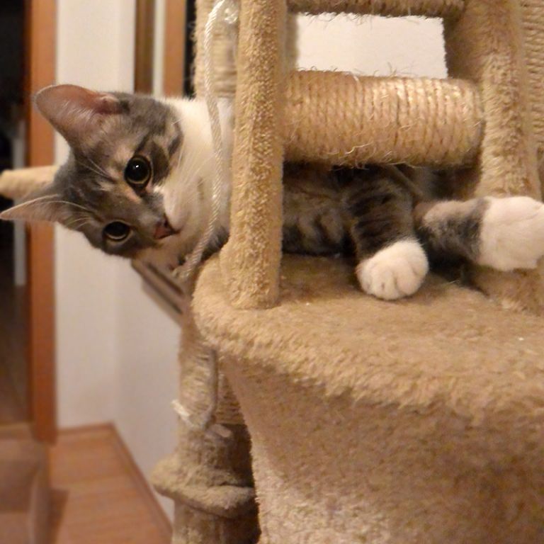 Katze am Kratzbaum